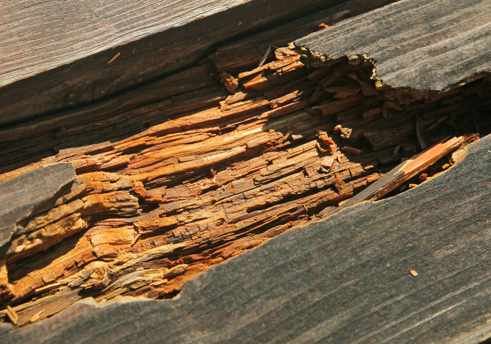 lemn putrezit